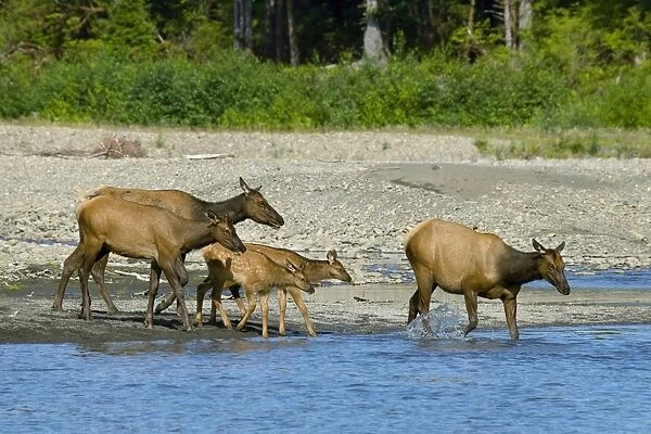 Roosevelt Elk  /  Olympic Elk - along the Queets River - Olympic National Park - Washington - Pacific Northwest - USA - summer _D3A6711