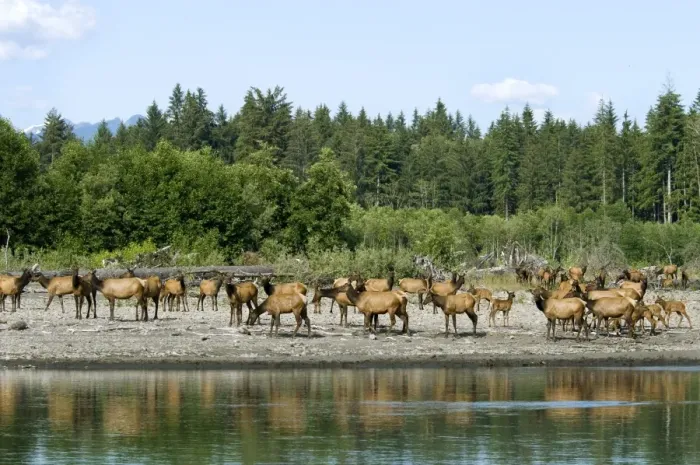 Framed Print : Roosevelt Elk / Olympic Elk - along the Queets River - Olympic National Park - Washington - Pacific Northwest - USA - summer _D3A6616 Framed Print : Roosevelt Elk / Olympic Elk - along the Queets River - Olympic National Park - Washington - Pacific Northwest - USA - summer _D3A6616
