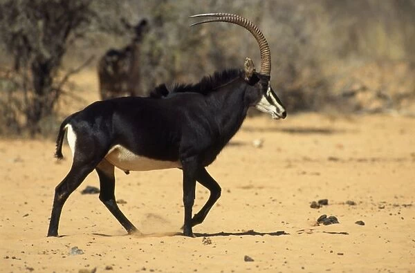 Roosevelt's Sable Antelope - Male Waterberg National Park, Namibia, Africa