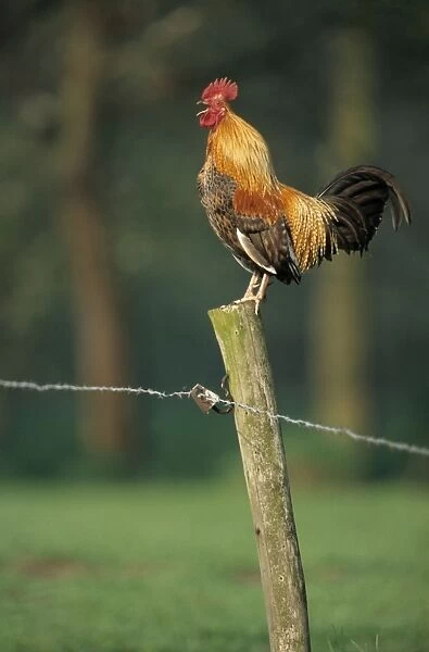 Rooster crowing on fence