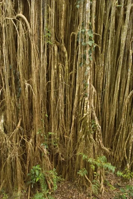 Framed Print : Root curtain - after the host tree fell over, a dense curtain of air roots formed at this famous Strangler Fig on the Atherton Tablelands. The roots are now anchored in the earth and work as buttresses - Curtain Fig Tree, Atherton Tablelands Framed Print : Root curtain - after the host tree fell over, a dense curtain of air roots formed at this famous Strangler Fig on the Atherton Tablelands. The roots are now anchored in the earth and work as buttresses - Curtain Fig Tree, Atherton Tablelands