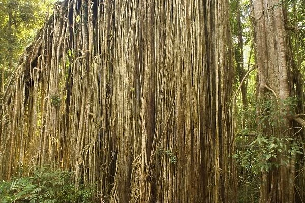 Root curtain - after the host tree fell over, a dense curtain of air roots formed at this famous Strangler Fig on the Atherton Tablelands. The roots are now anchored in the earth and work as buttresses - Curtain Fig Tree, Atherton Tablelands