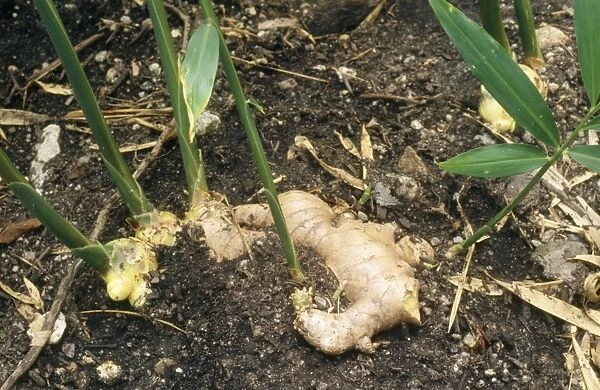 Root Ginger