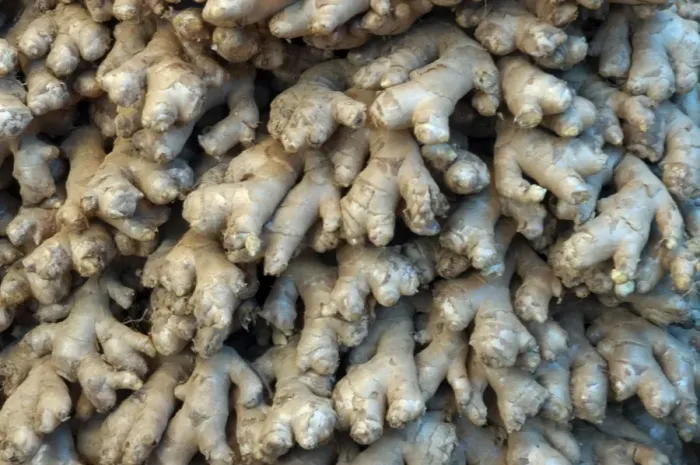 Framed Print : Root Ginger: aromatic roots from cultivated plants. India