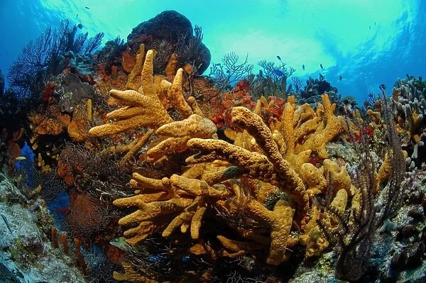 Rope  /  Finger Sponge Cozumel Island Caribbean Sea