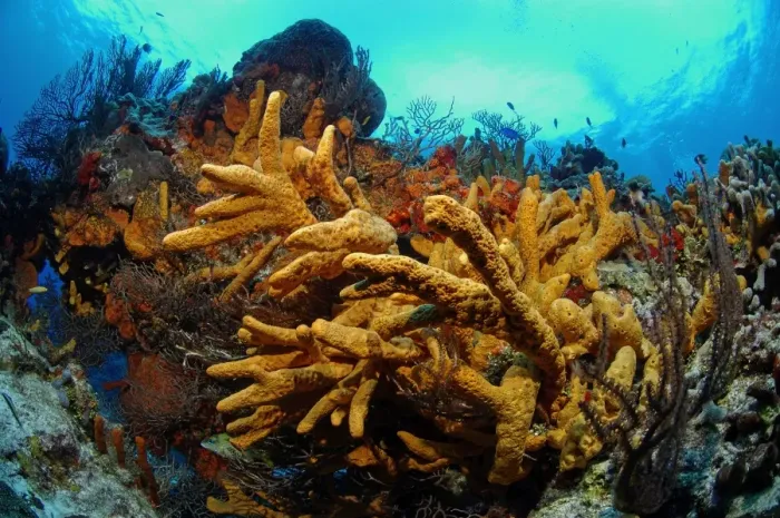 Framed Print : Rope / Finger Sponge Cozumel Island Caribbean Sea Framed Print : Rope / Finger Sponge Cozumel Island Caribbean Sea