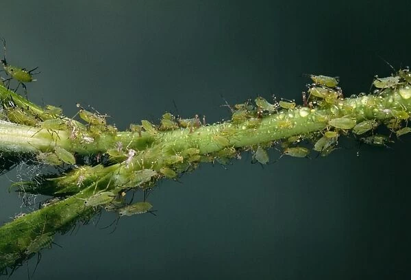 Rose Aphid Producing honeydew