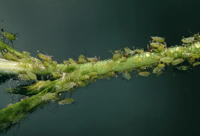 Framed Print : Rose Aphid Producing honeydew