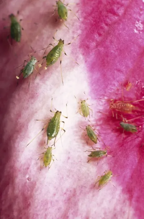 Framed Print : Rose Aphid UK Framed Print : Rose Aphid UK