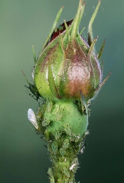 Rose Aphids On rose bud