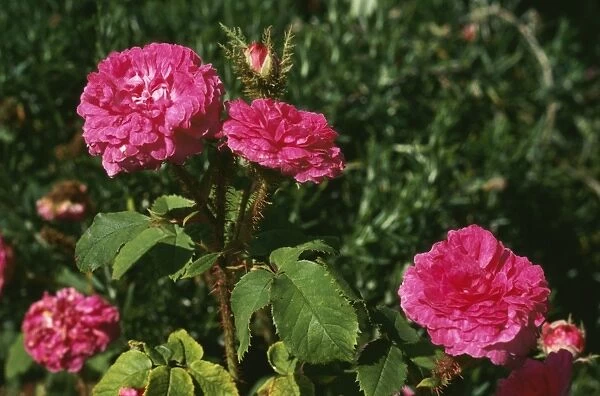 Rose APP 1618 Little Gem Rosa centifolia © Allen Paterson  /  ARDEA LONDON