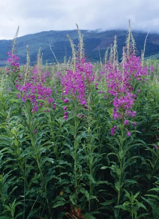 Framed Print : Rose Bay Willow-herb Glencoe, Scotland Framed Print : Rose Bay Willow-herb Glencoe, Scotland