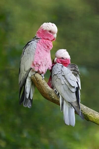 Rose-breasted Cockatoo  /  Galah - pair on branch. Dortmund, Germany