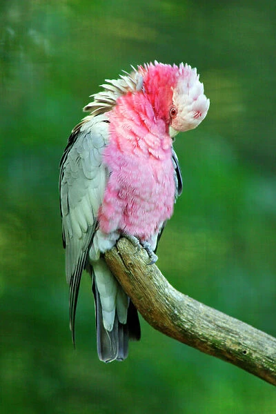 Rose-breasted Cockatoo  /  Galah - preening itself. Dortmund, Germany
