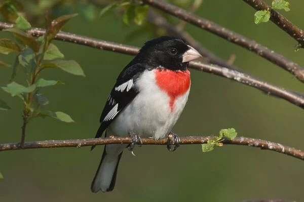 Rose-breasted Grosbeak - Male perched on branch, Spring. Ontario, Canada _TPL7441