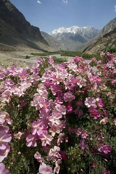 Rose Bush - in Lower Suru Valley Jammu & Kashmir - India
