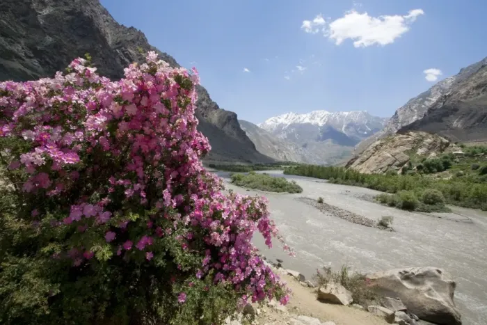 Framed Print : Rose Bush - in Lower Suru Valley Jammu & Kashmir - India Framed Print : Rose Bush - in Lower Suru Valley Jammu & Kashmir - India