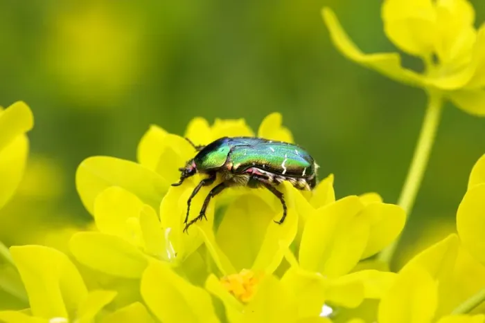 Framed Print : Rose Chafer on a Marsh spurge (Euphorbia palustris). Alsace - France Framed Print : Rose Chafer on a Marsh spurge (Euphorbia palustris). Alsace - France