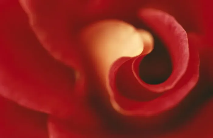 Framed Print : Rose Close up Framed Print : Rose Close up