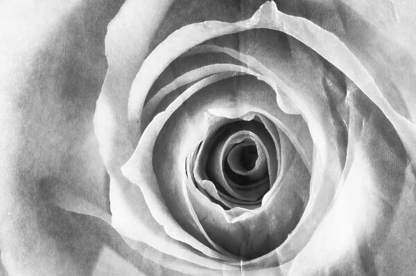Rose Flower - close up Digital Manipulation: turned B&W, aged