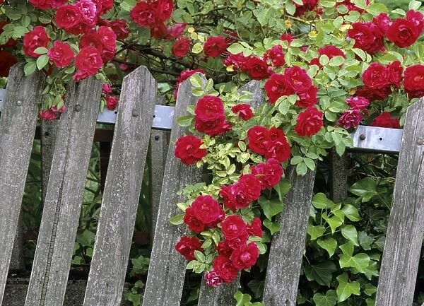Rose garden picket fence overgrown by a bush of red roses Baden-Wuerttemberg, Germany