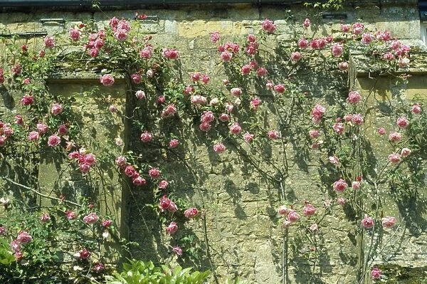 Rose - growing against old climbing wall