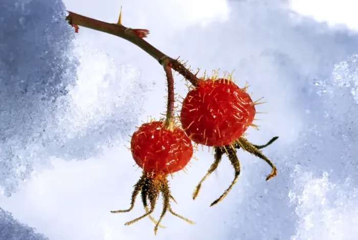 Framed Print : Rose hip - frozen Framed Print : Rose hip - frozen