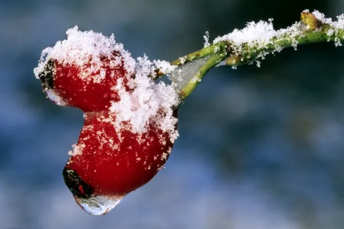 Framed Print : Rose hip - frozen in garden