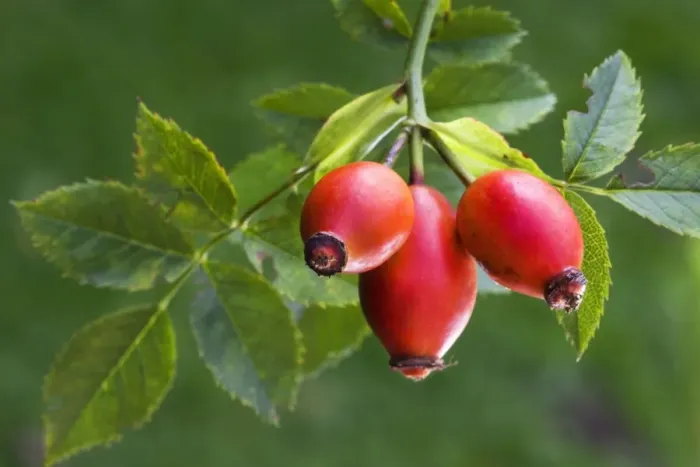 Framed Print : Rose hip or Rose Haw Framed Print : Rose hip or Rose Haw