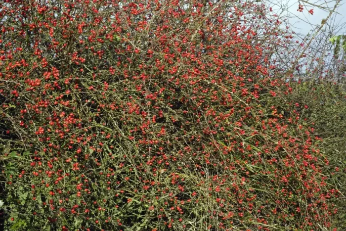 Framed Print : Rose Hips - fruits of Dog Rose in hedgerow, autumn. Northumberland, UK Framed Print : Rose Hips - fruits of Dog Rose in hedgerow, autumn. Northumberland, UK