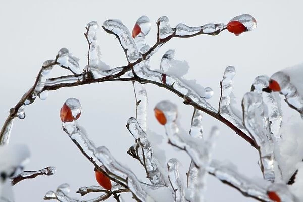 Rose Hips - on ice covered wild rose branch in winter - Lower Saxony - Germany