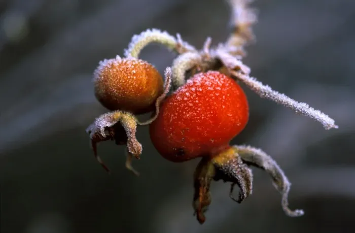 Framed Print : Rose Hips after sharp December frost Kent garden. UK Framed Print : Rose Hips after sharp December frost Kent garden. UK
