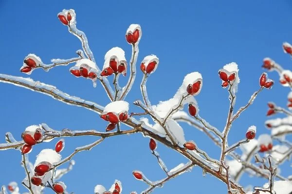 Rose Hips - on snow and ice covered wild rose branch - Lower Saxony - Germany