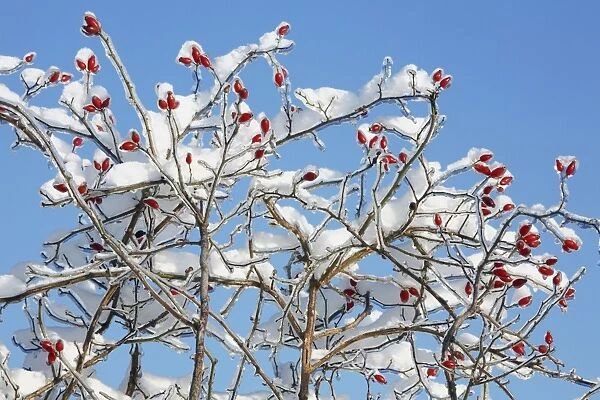Rose Hips - on snow and ice covered wild rose branch - Lower Saxony - Germany