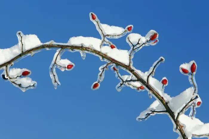 Framed Print : Rose Hips - on snow and ice covered wild rose branch - Lower Saxony - Germany Framed Print : Rose Hips - on snow and ice covered wild rose branch - Lower Saxony - Germany