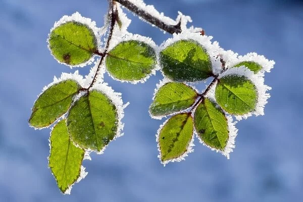 Rose - leaves covered in winter