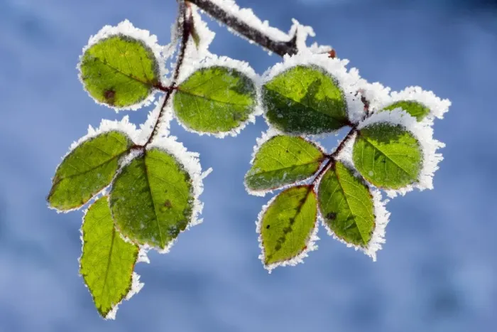 Framed Print : Rose - leaves covered in winter Framed Print : Rose - leaves covered in winter