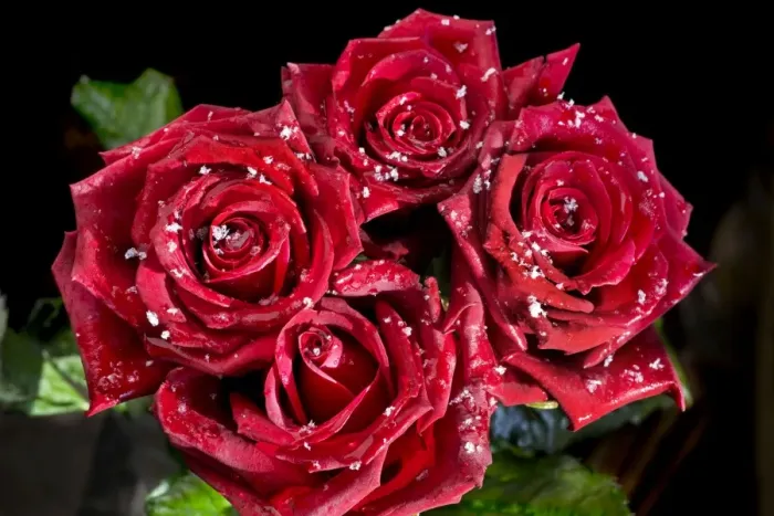 Framed Print : Rose petals - in snow Framed Print : Rose petals - in snow