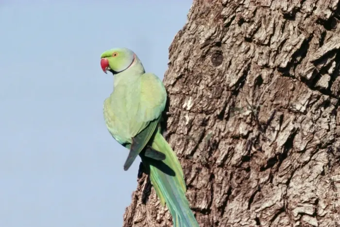 Framed Print : Rose-ringed Parakeet Framed Print : Rose-ringed Parakeet