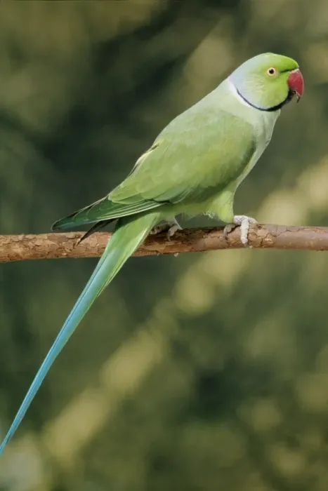 Framed Print : Rose Ringed Parakeet AP 747 Indian ring-necked © Dennis Avon / ARDEA LONDON Framed Print : Rose Ringed Parakeet AP 747 Indian ring-necked © Dennis Avon / ARDEA LONDON