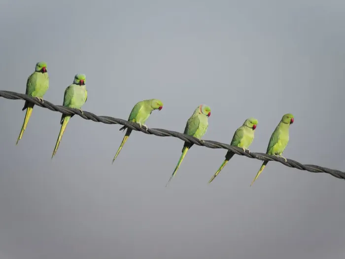 Framed Print : Rose-Ringed Parakeet - on cable Psittacula krameri Rajasthan India BI032144 Framed Print : Rose-Ringed Parakeet - on cable Psittacula krameri Rajasthan India BI032144