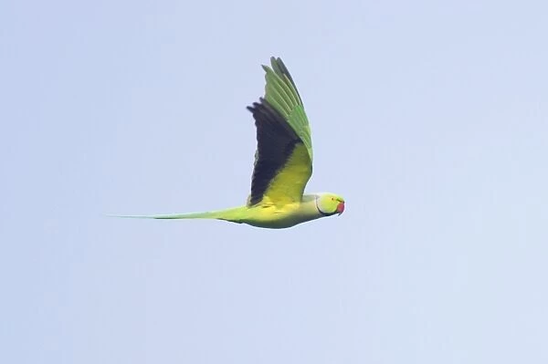 Rose-Ringed Parakeet - in flight - Keoladeo Ghana National Park - Bharatpur - Rajasthan - India BI018197