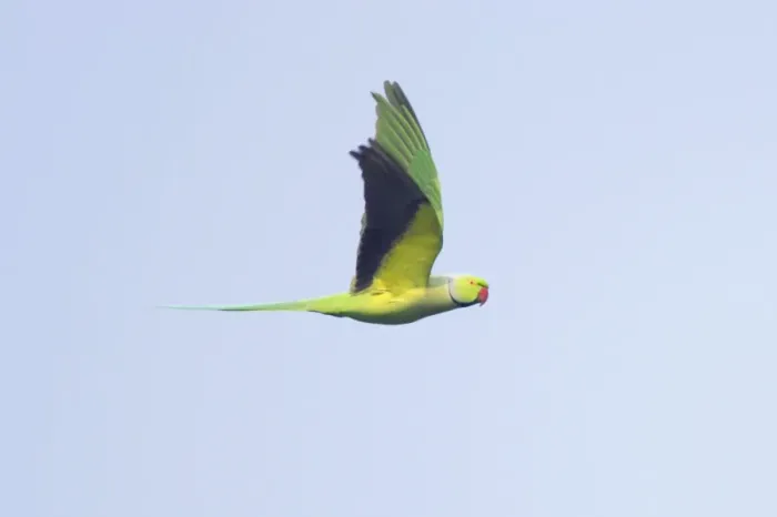 Framed Print : Rose-Ringed Parakeet - in flight - Keoladeo Ghana National Park - Bharatpur - Rajasthan - India BI018197 Framed Print : Rose-Ringed Parakeet - in flight - Keoladeo Ghana National Park - Bharatpur - Rajasthan - India BI018197