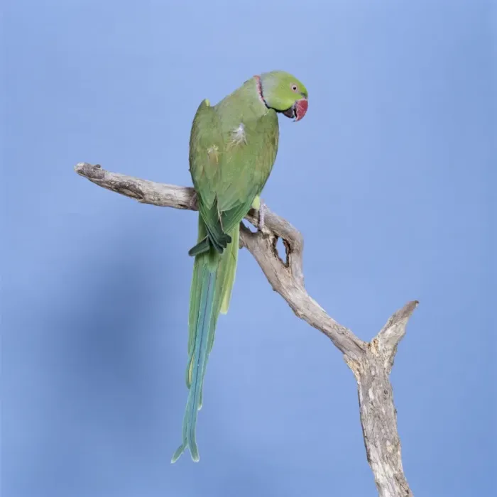 Framed Print : Rose Ringed Parakeet JD 13149 Ring Necked Parakeet Psittacula krameri © John Daniels / ARDEA LONDON Framed Print : Rose Ringed Parakeet JD 13149 Ring Necked Parakeet Psittacula krameri © John Daniels / ARDEA LONDON