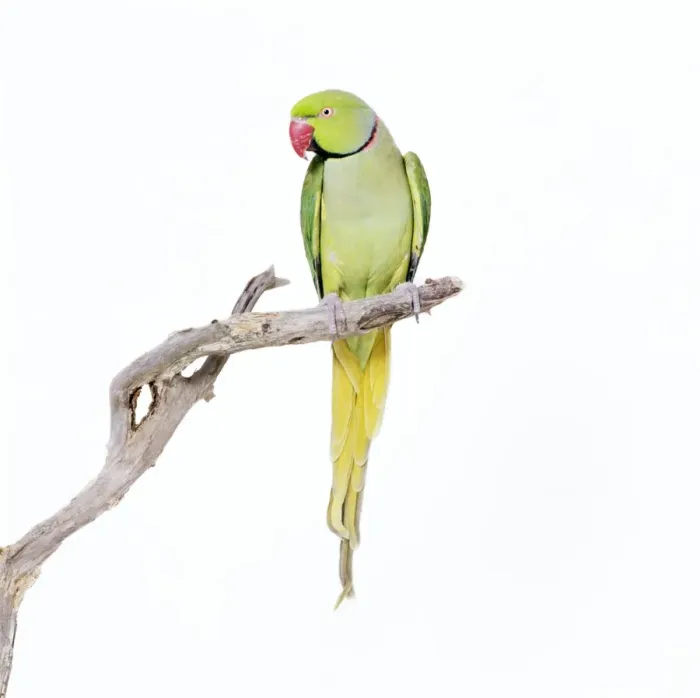 Framed Print : Rose-ringed Parakeet / Ring-necked Parakeet Framed Print : Rose-ringed Parakeet / Ring-necked Parakeet