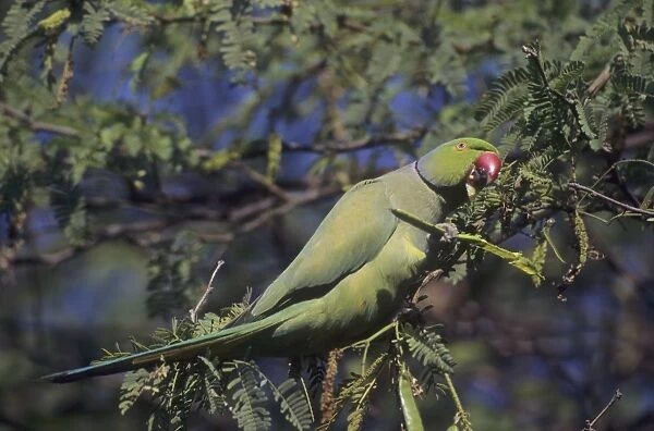 Rose-ringed  /  Ring-necked Parakeet - Feeding, Keoladeo National Park, India
