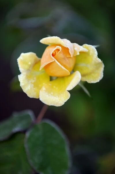 Rose - Rosa 'Amber Queen' - struck by a November frost. East Sussex garden - UK