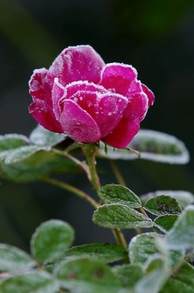 Rose - Rosa 'Duchess of Portland' - Frost accentuating the structure of rose flower head. East Sussex garden. UK. November
