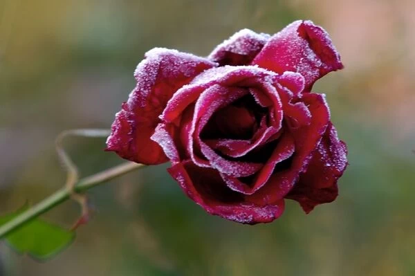 Rose - Rosa 'Frensham' - A summer rose caught by a winter frost. East Sussex garden. UK. November