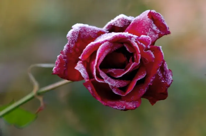Framed Print : Rose - Rosa Frensham - A summer rose caught by a winter frost. East Sussex garden. UK. November Framed Print : Rose - Rosa Frensham - A summer rose caught by a winter frost. East Sussex garden. UK. November